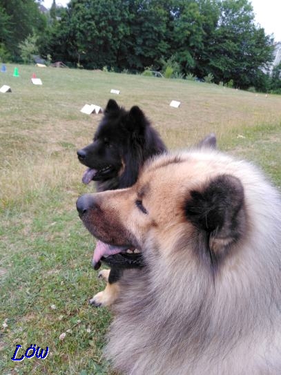 22.6.2019 - Howard und Dwix studieren den Rally Obedience Parcour